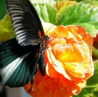 Бабочки для блоггера
